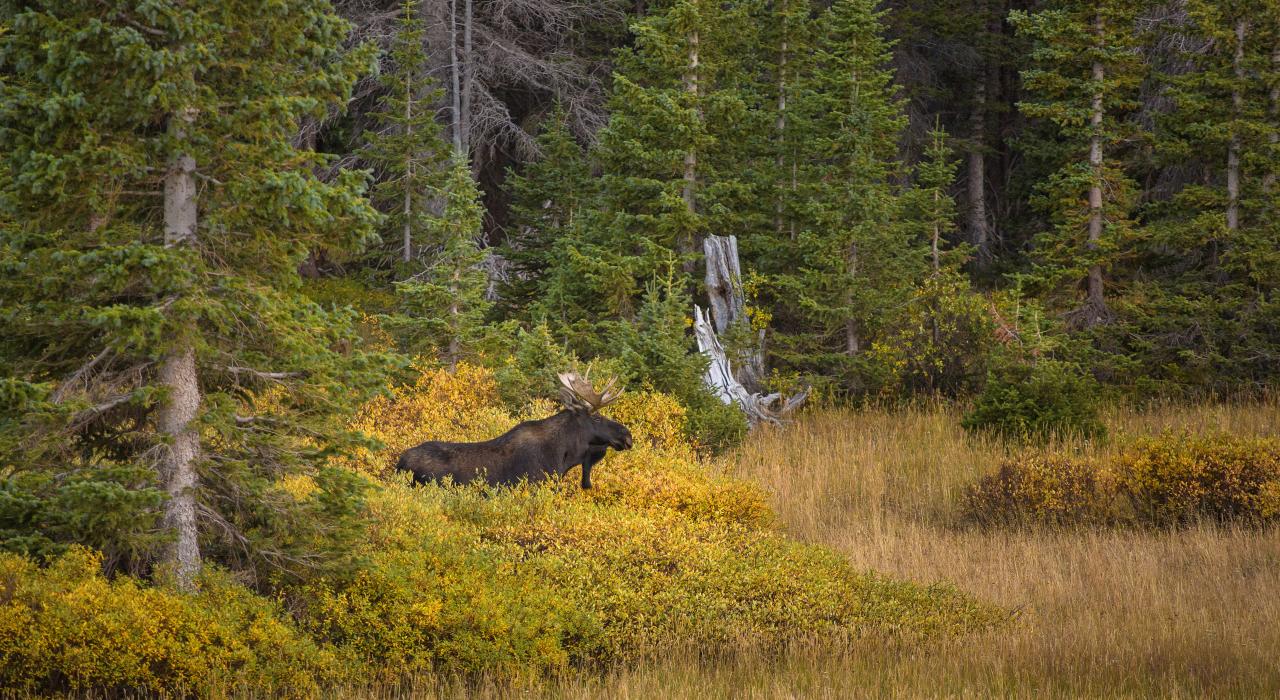 发现在雪山山脉风景道旁出没的驼鹿