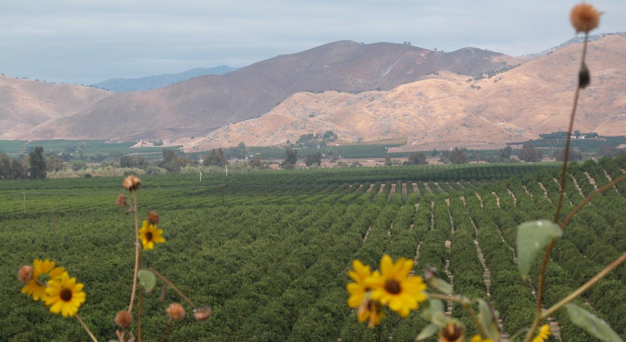在农场之旅中欣赏横看成排的柑橘林