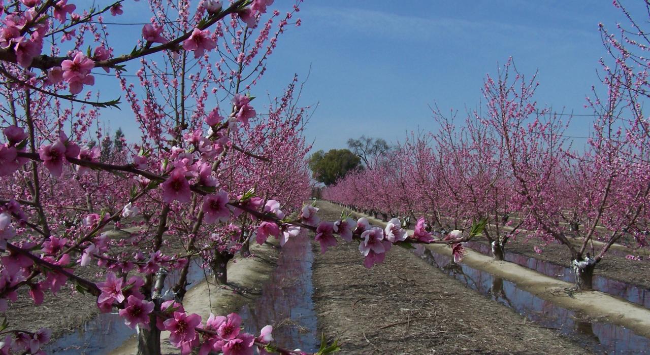 果园花道观景车道两侧的杏树竞相绽放、花开斗艳