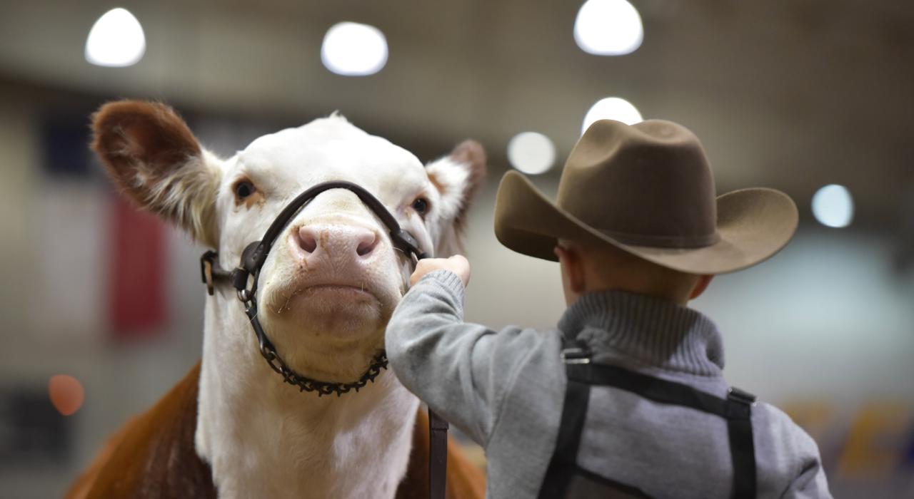 在圣安吉洛牛仔节上与农场动物互动
