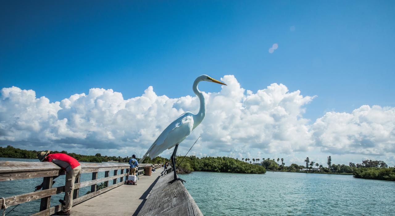 Placida 长堤上的白鹭和垂钓者