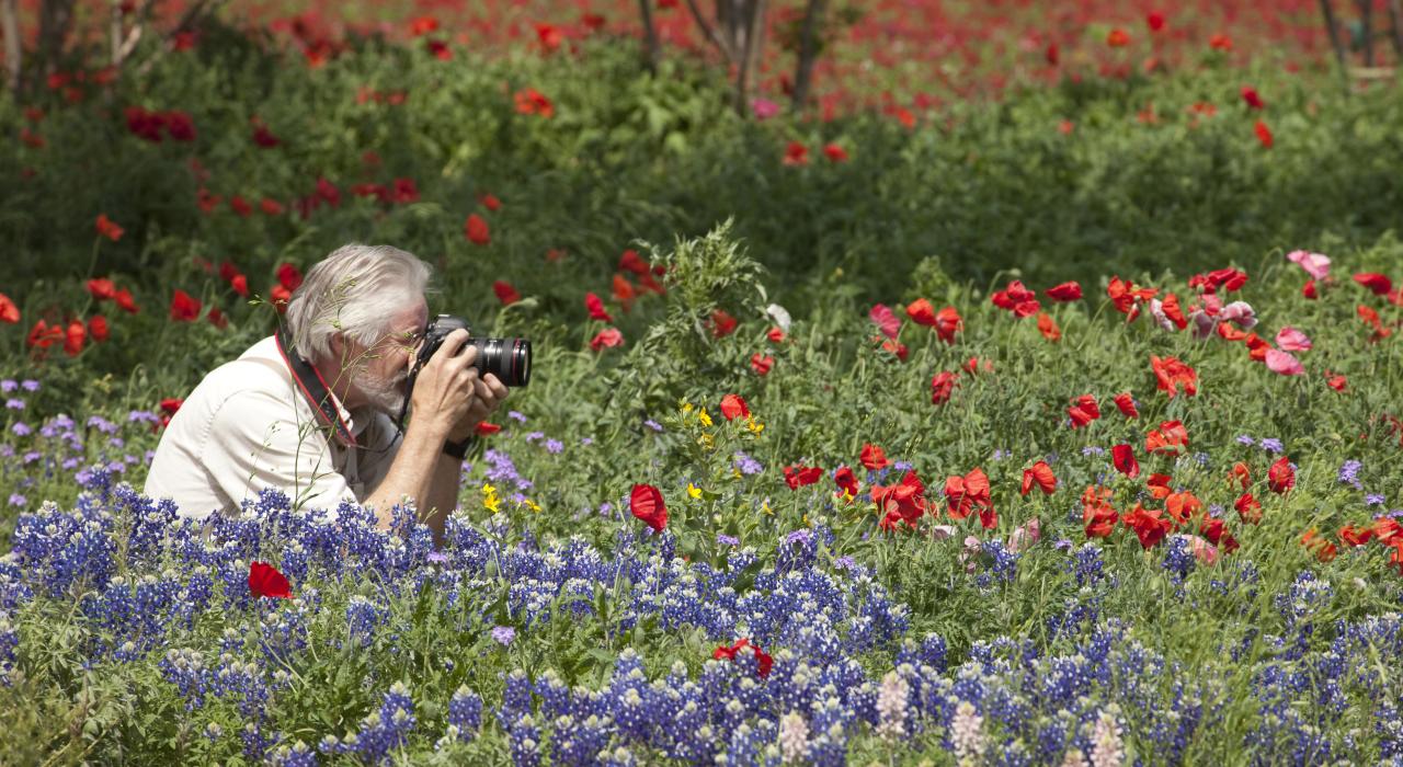 在 Wildseed Farms 农场，拍摄美丽盛开的花卉