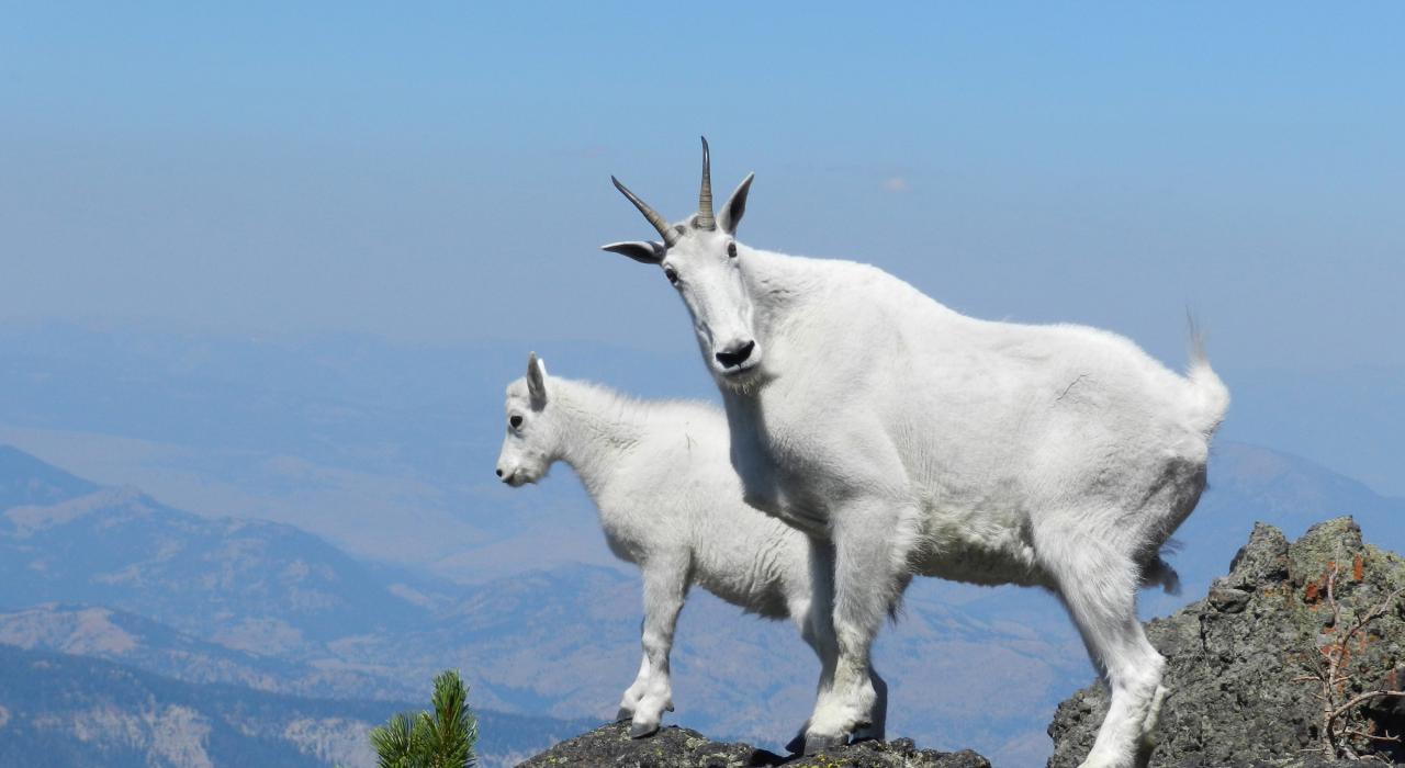 Sepulcher Mountain 上有一只雌性山羊带着小羊