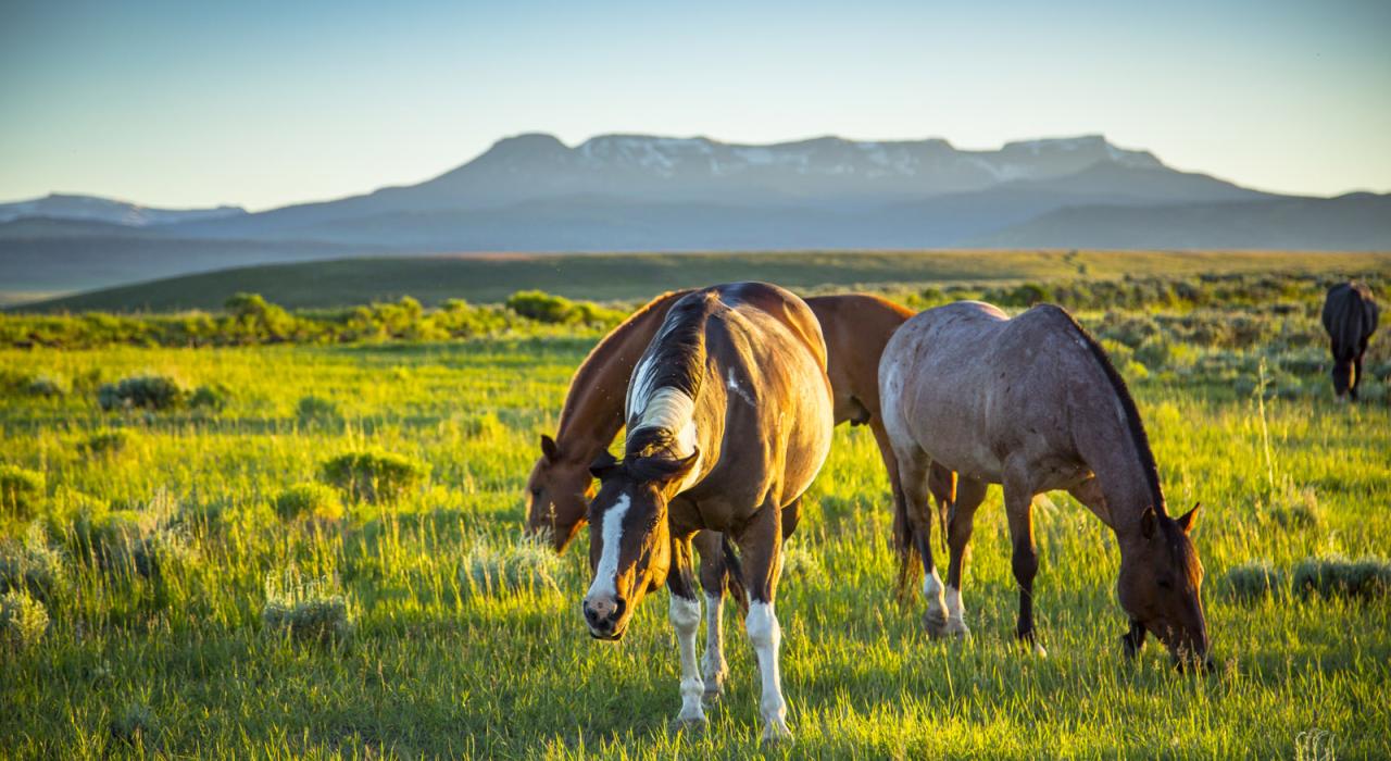 落基山脉附近悠闲吃草的马儿 落基山脉附近悠闲吃草的马儿