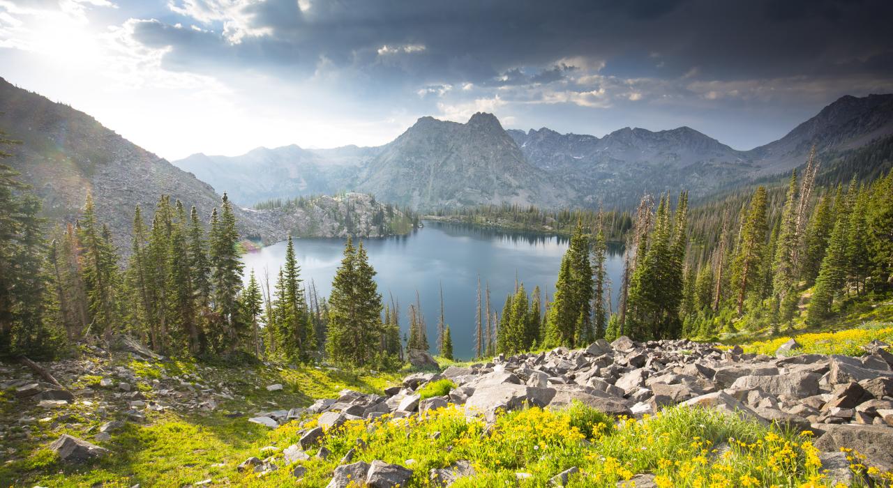 齐尔克尔山荒原上苍翠的草木 齐尔克尔山荒原上苍翠的草木