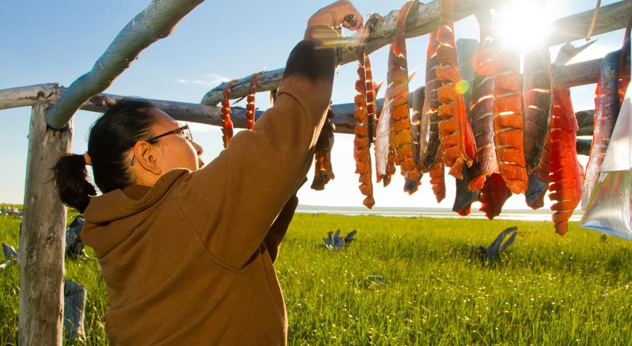 使用传统的伊努皮克技术保存阿拉斯加鲑鱼 使用传统的伊努皮克技术保存阿拉斯加鲑鱼