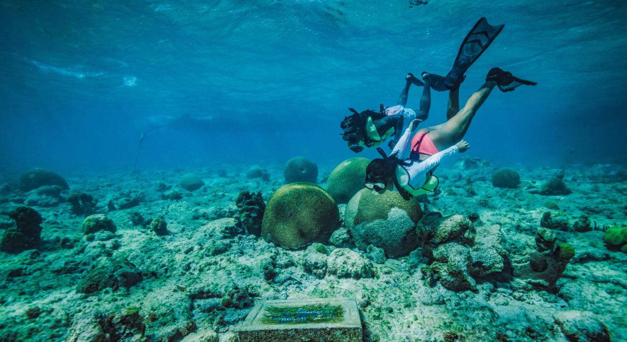 在美属维尔京群岛圣克罗伊岛的巴克岛珊瑚国家纪念地潜水