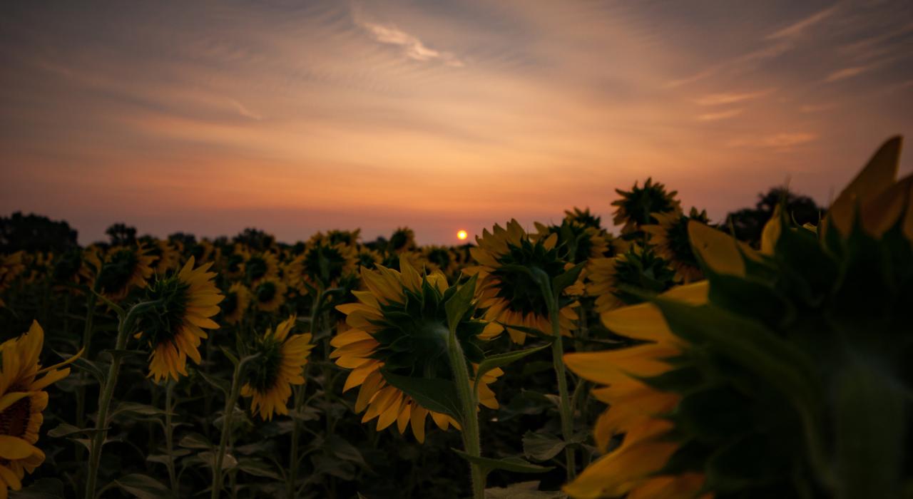 堪萨斯州托皮卡郊外,向日葵田的日出美景 堪萨斯州托皮卡郊外,向日葵田的日出美景