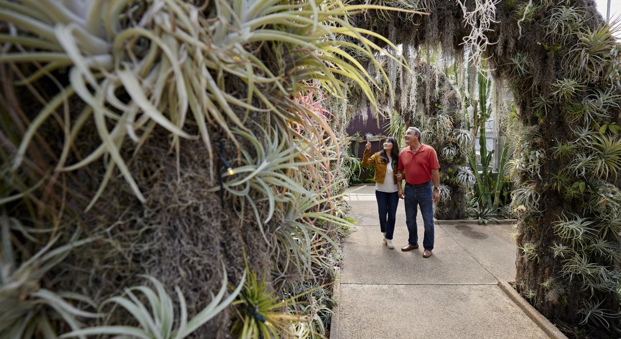 丹尼尔·斯托植物园 Orchid Observatory 沉浸式温室 丹尼尔·斯托植物园 Orchid Observatory 沉浸式温室