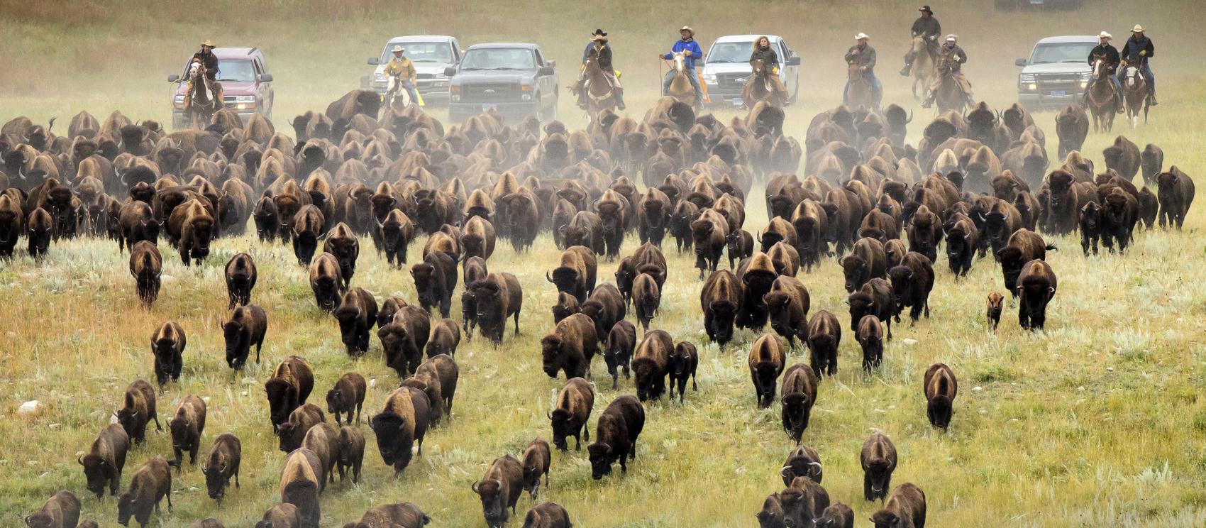 赶拢起来的水牛 赶拢起来的水牛
