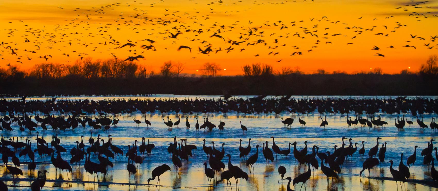 一群沙丘鹤聚集在黄昏下 一群沙丘鹤聚集在黄昏下