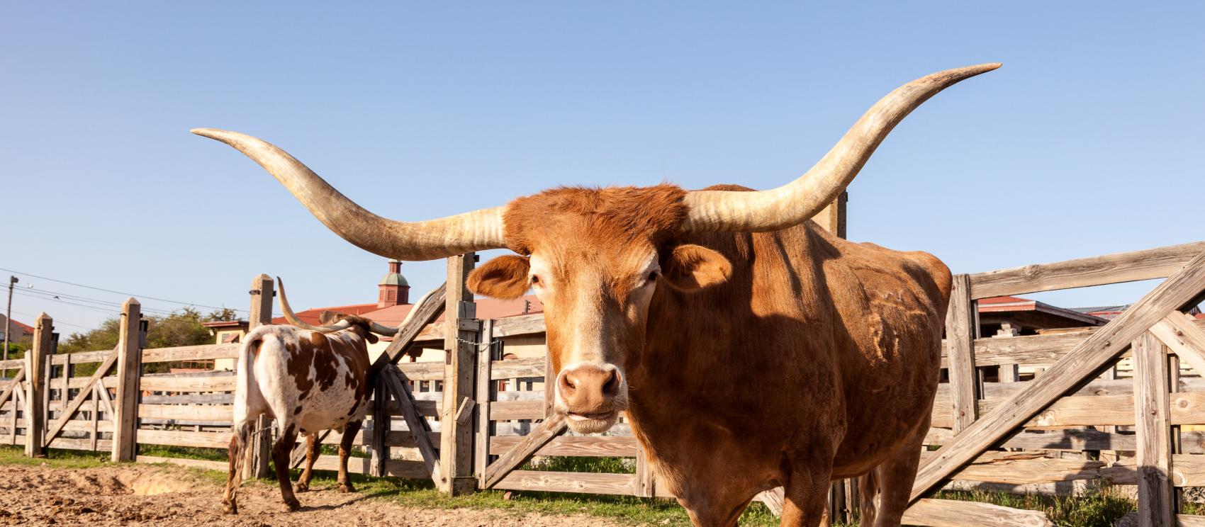 沃思堡牲畜围场的德州长角牛 沃思堡牲畜围场的德州长角牛