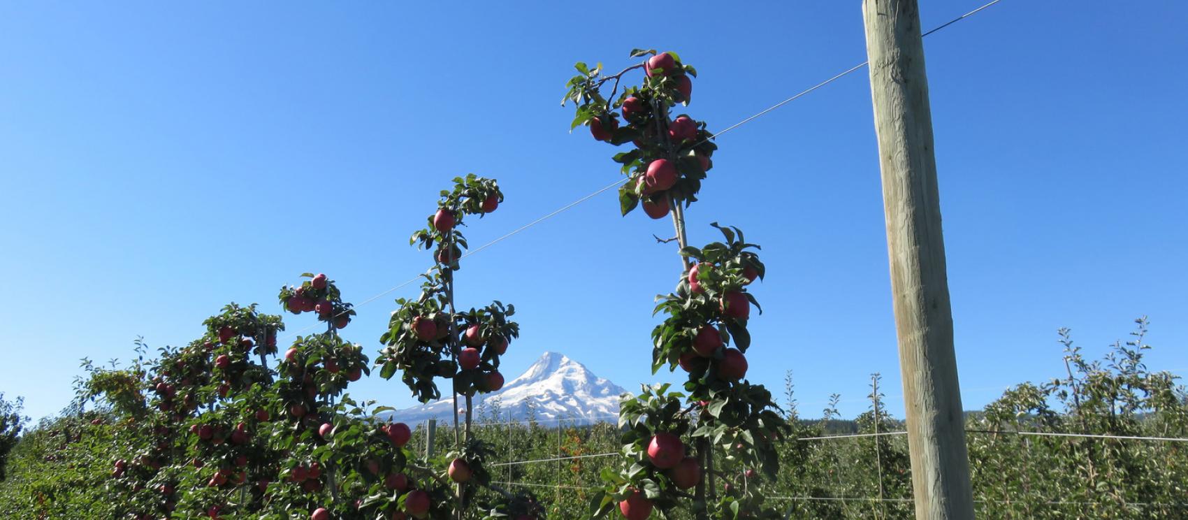从胡德里弗 Kiyokawa Family Orchards 果园欣赏绝美景致