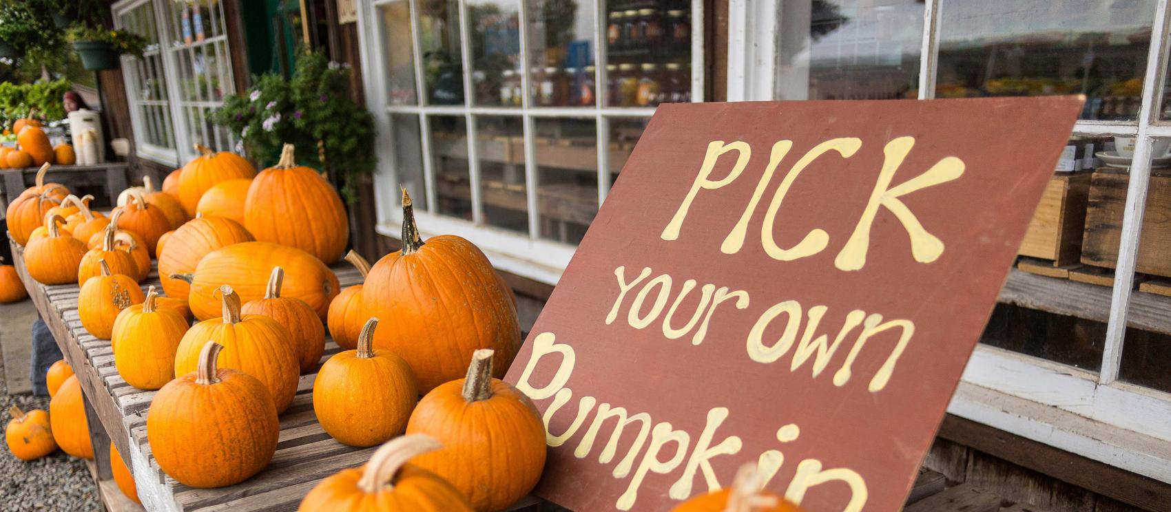 梅德福 Whites Country Farm 农场展览的南瓜