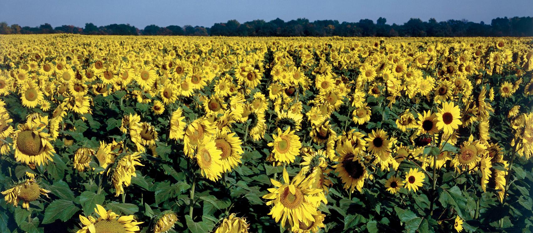 夏季，向日葵之州的繁盛花季