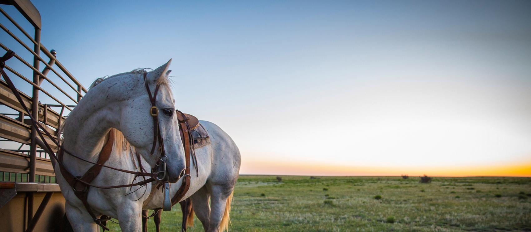 一匹马在肯顿的栓马柱旁等待 一匹马在肯顿的栓马柱旁等待