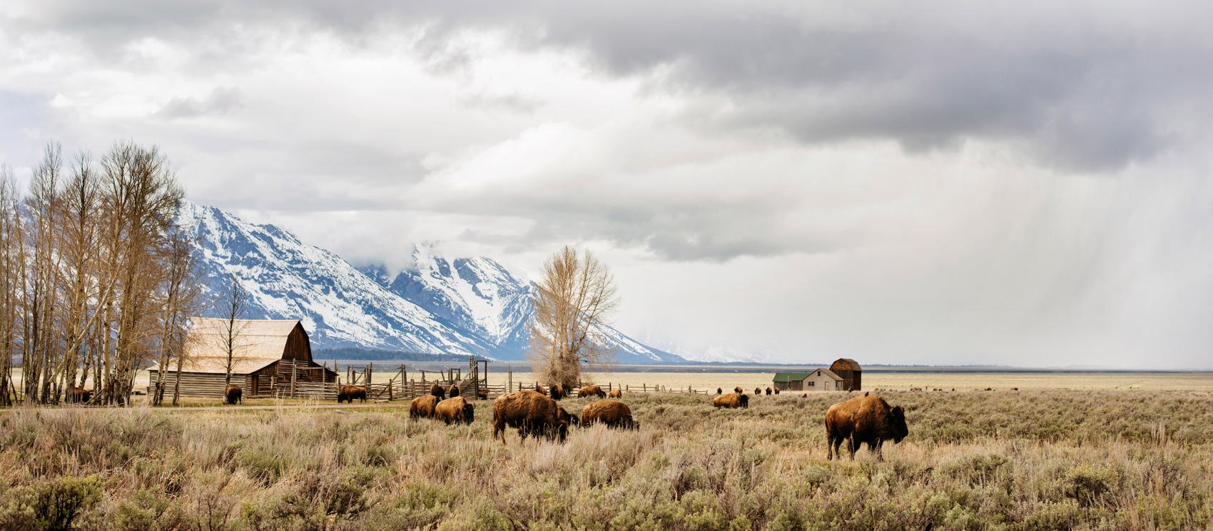 在雪山之影中，野牛在平原上安静地吃草