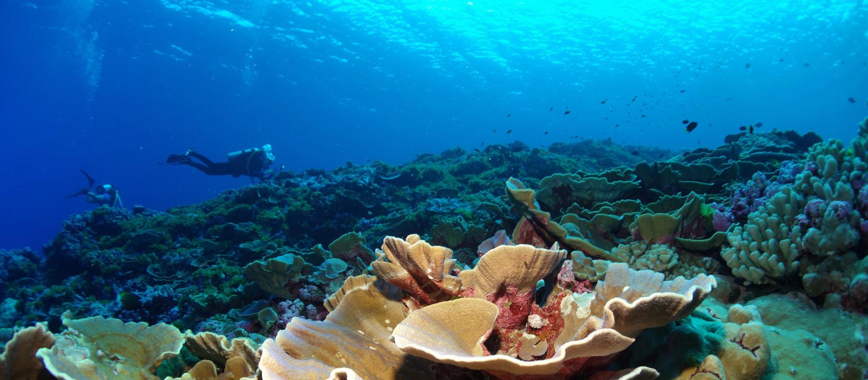 帕果帕果海滩上的海滨房屋