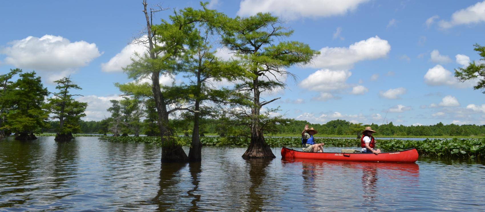 在蒂普顿维的 Reelfoot Lake State Park 州立公园泛舟游览 在蒂普顿维的 Reelfoot Lake State Park 州立公园泛舟游览