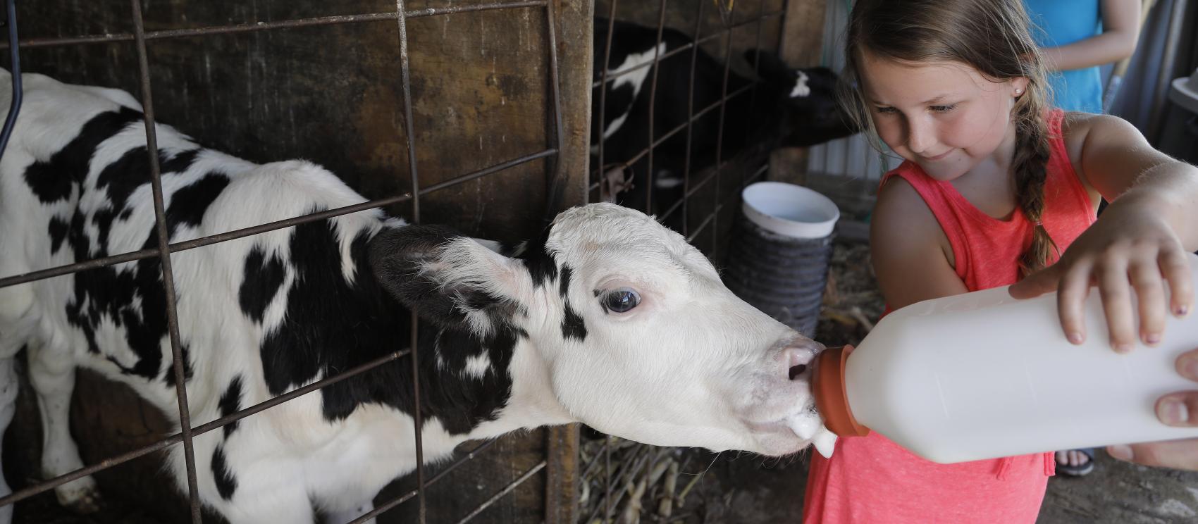 在哈德逊的 Hansen's Dairy 农场亲自喂小牛 在哈德逊的 Hansen's Dairy 农场亲自喂小牛