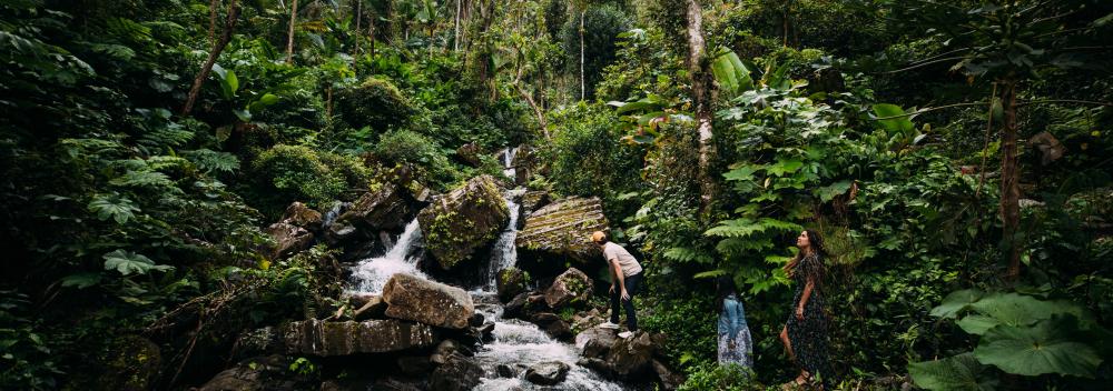 游览波多黎各云盖国家森林的瀑布