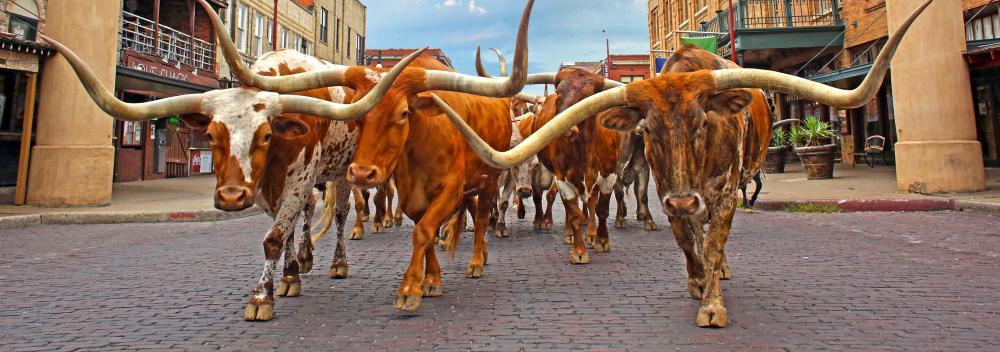 长角牛在沃思堡牲畜交易市场国家历史保护区的街道上游行